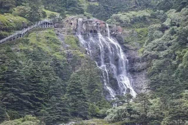 逃离蜥蜴森林